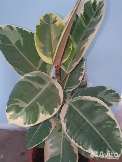 Фикус с белым краем
