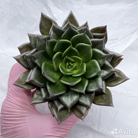 Суккуленты/ Эчеверии