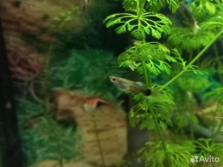 Аквариумные рыбки гуппи,меченосцы, растения