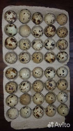 Яйцо перепелиное инкубационное