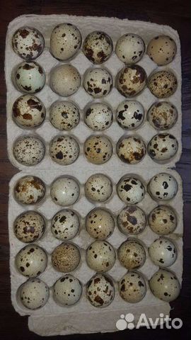 Яйцо перепелиное инкубационное