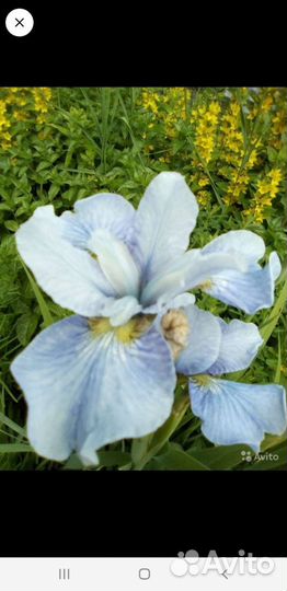 Многолетние цветы