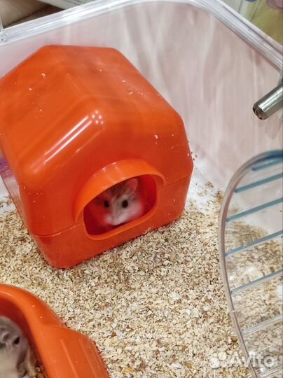 Хомяк Роборовского