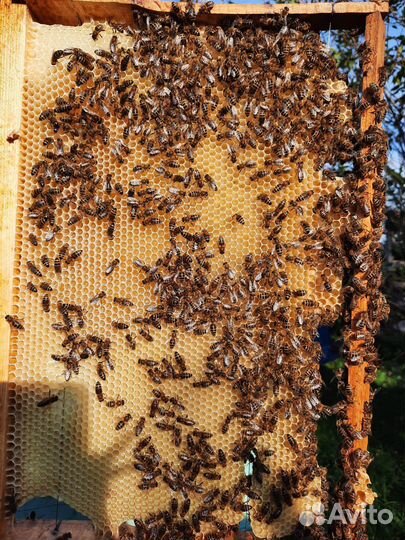 Свежий мёд настоящий, натуральный мед 2023
