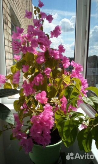 Бугенвиллия