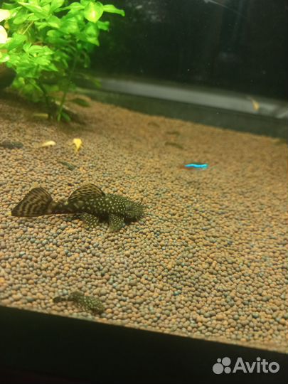 Аквариумные рыбки