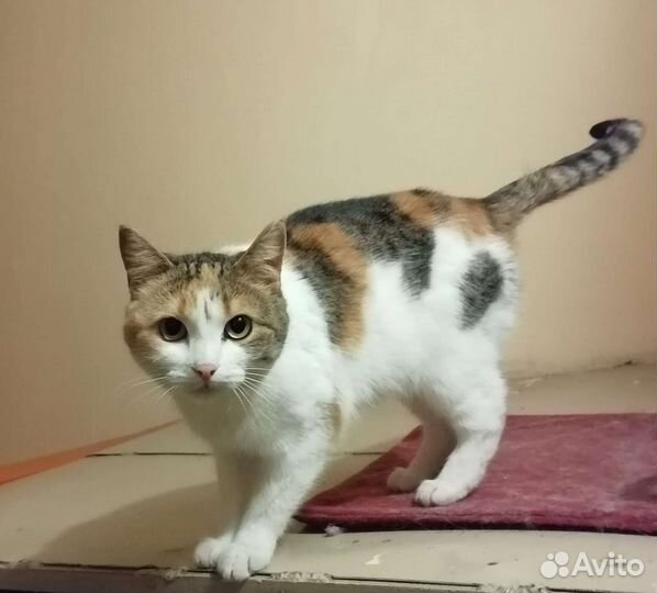 Кошки в добрые руки бесплатно