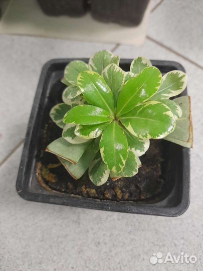 Питтоспорум Тобира Вариегатный