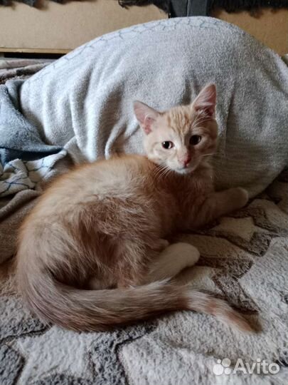 Котята в дар