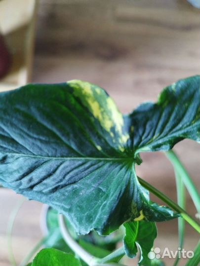 Сингониум яичница