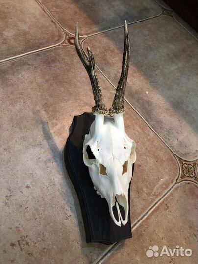 Череп с рогами косули на медальоне