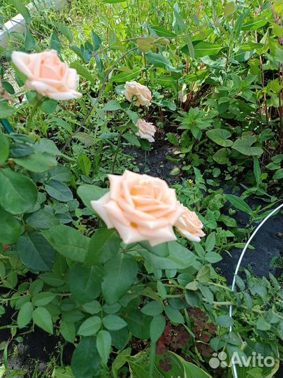 Розы букет 5 шт