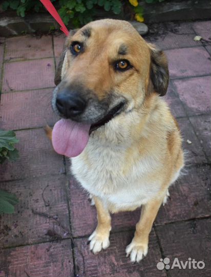 Очаровательная Маня 2 года ищет дом