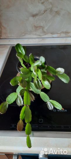 Продам декабрист