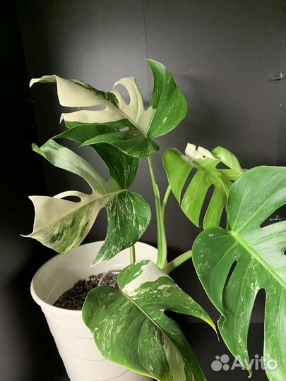 Обновлено 20.05. Монстера альба