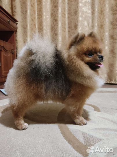 Померанский шпиц приглашает в гости девочку