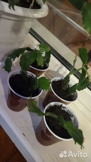 Декабрист шлюмбергера