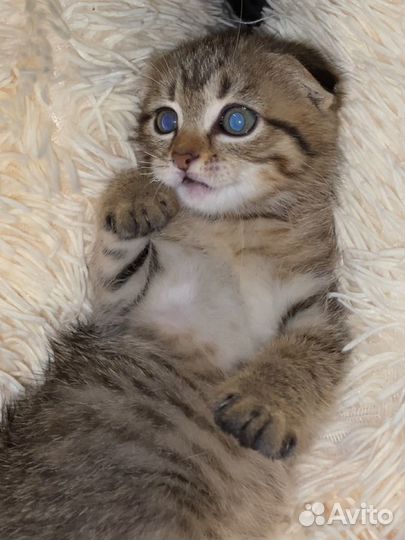 Вислоухая кошка