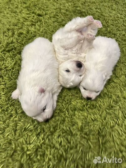 Щенки японского шпица