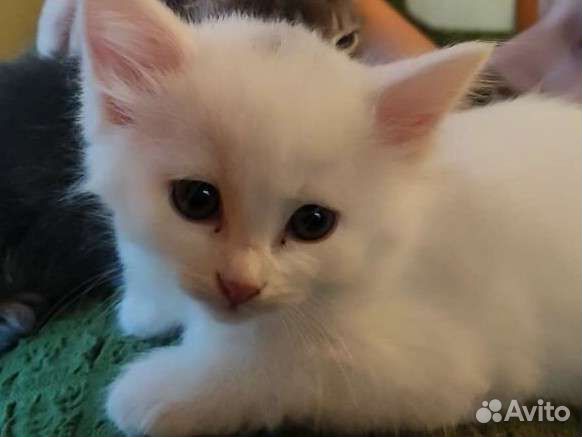 Котята (кошечка 3 мес) в хорошие руки