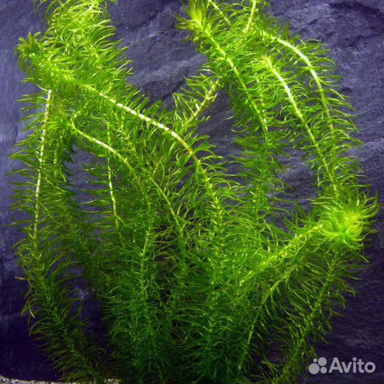 Эладея, гамарус, улитки катушки