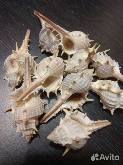 Ракушки Мурекс Пектен и Трапа
