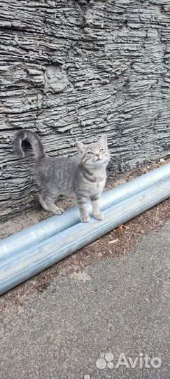 Котёнок девочка на улице