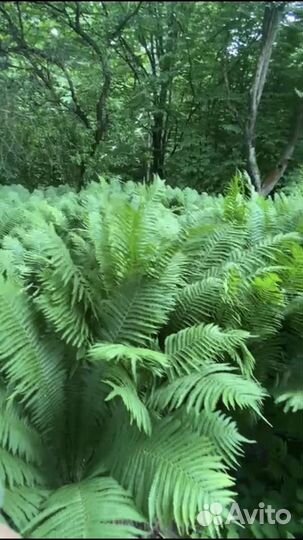 Деревья под дрова