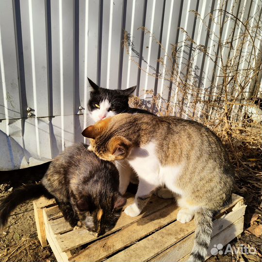 Классные коты