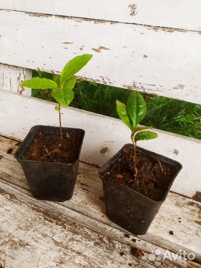 Камелия китайская адыгейский чай саженцы