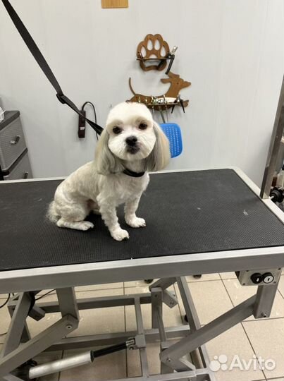 Грумер стрижка собак