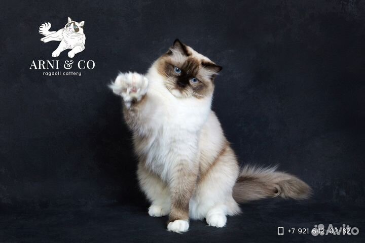 Чистокровные котята рэгдолл