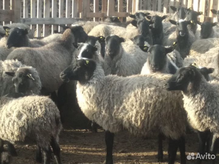 Продаются Бараны, Овцы Романовской породы