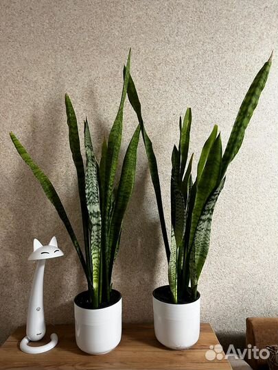 Сансевиерия тещин Язык