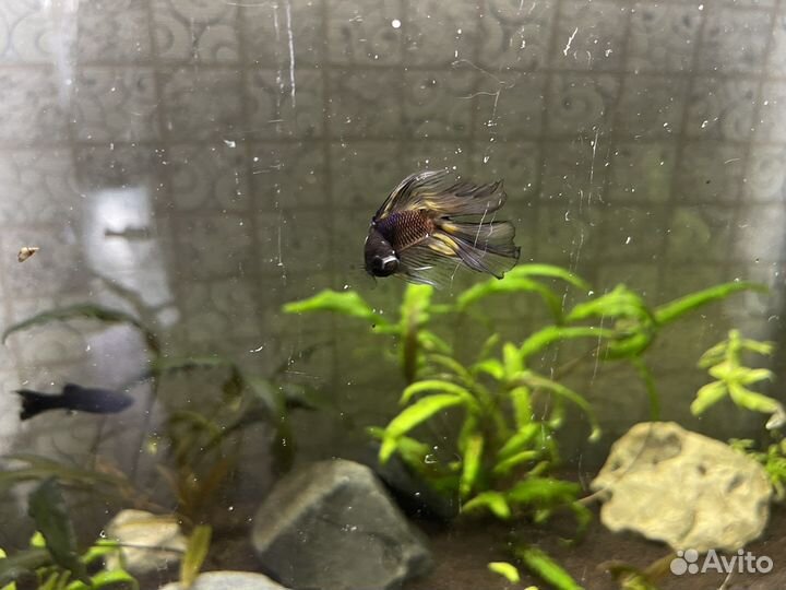 Рыбка петушок самец