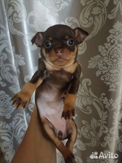 Русский той-терьер мини