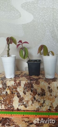 Переския,Эпифиллум Марниера (Суккуленты)