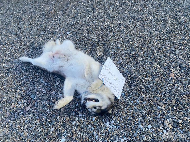 Малмуты,продажа