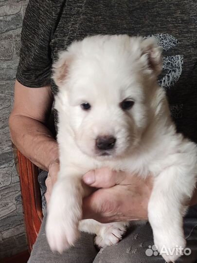 Щенки алабая