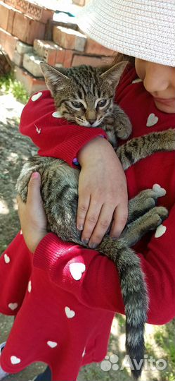 Котёнок мальчик полосатый