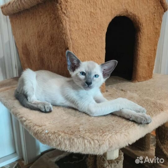 Ориентальные котята