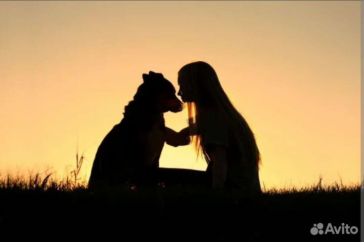 Услуги кинолога