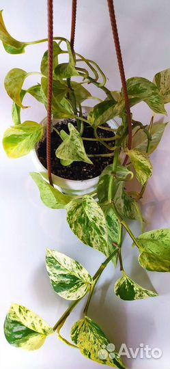 Сциндапсус, филодендрон