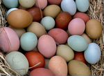 Инкубационное яйцо разноцветное
