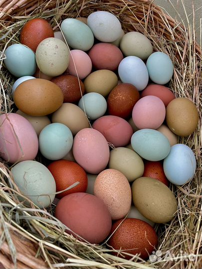 Инкубационное яйцо разноцветное