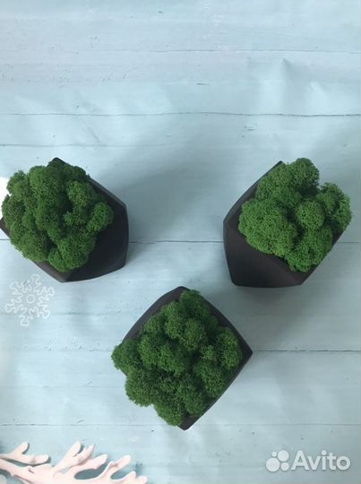 Кашпо со стабилизированным мхом