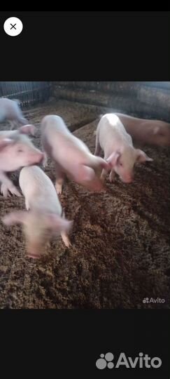 Поросята большие