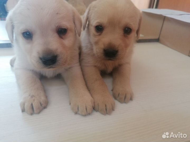 Щенки лабрадора