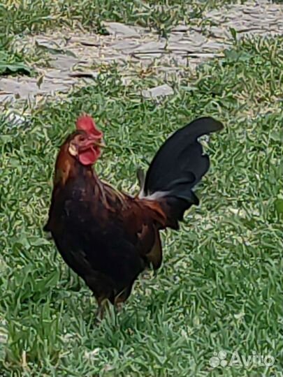 Петушок бентамка