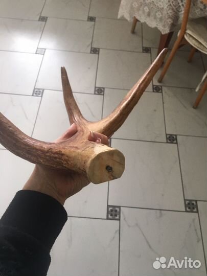 Оленьи рога